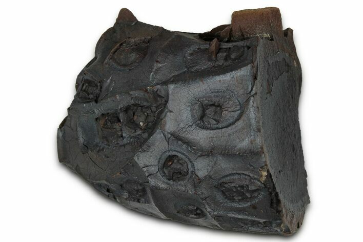 Dragon Scale Stone (Iron, Manganese, Siderite Nodule) #350188